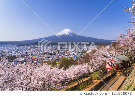 春天的新倉山淺間公園、盛開的櫻花和富士山的壯麗景色【山梨縣富士吉田市】 春天的新倉山淺間公園、盛開的櫻花和富士山的壯麗景色【山梨縣富士吉田市】 121968078