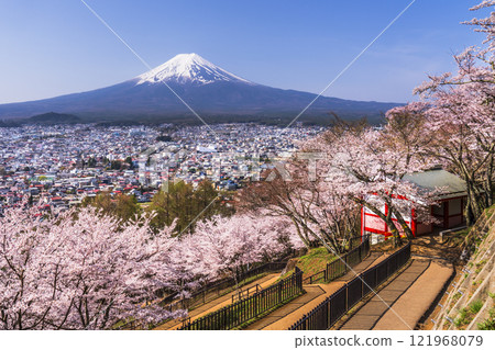 春天的新倉山淺間公園、盛開的櫻花和富士山的壯麗景色【山梨縣富士吉田市】 121968079