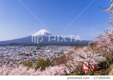 Spectacular view of Arakurayama Sengen Park in spring: Cherry blossoms in full bloom and Mt. Fuji [Fujiyoshida City, Yamanashi Prefecture] 121968080