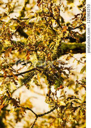 Autumn old oak tree branches Autumn old oak tree branches 121968250