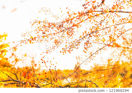 Red berries of the wild rose, Norikura Plateau Red berries of the wild rose, Norikura Plateau 121968294