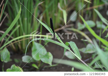 Haguro dragonfly resting on grass Haguro dragonfly resting on grass 121968343