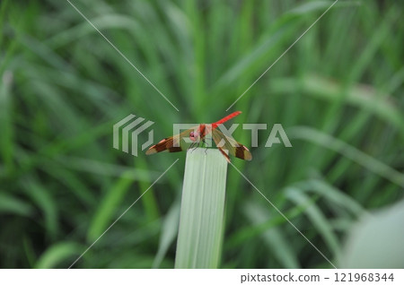 red dragonfly perching on grass 121968344