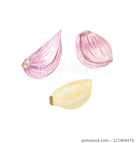 Garlic cloves clean and in a purple peel watercolor set isolated on white. High quality illustration. Hand painted garden herb great for packages, cook books, oil bottles, recipes, cards decor design 121968478