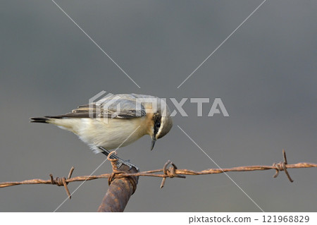 Northern Wheatear or Wheatear - Oenanthe oenanthe, Crete 121968829