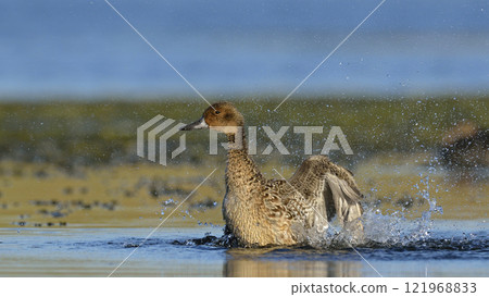 Pintail or Northern Pintail (Anas acuta), Crete 121968833