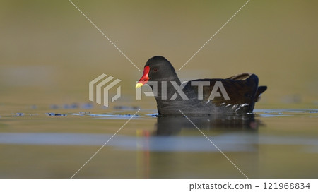 Moorhen - Gallinula chloropus, Crete Moorhen - Gallinula chloropus, Crete 121968834