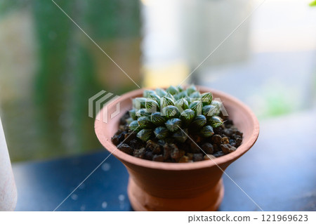 多汁植物 121969623