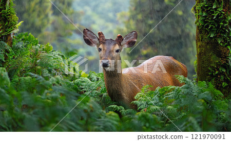 A deer is standing in a lush green forest 121970091