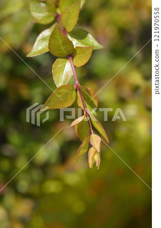 Glossy abelia Glossy abelia 121970558