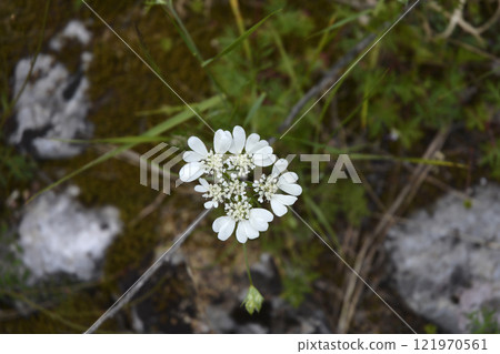 Large-flowered orlaya Large-flowered orlaya 121970561