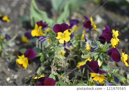 Horned violet Horned violet 121970565
