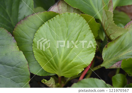 Elephants ears 121970567