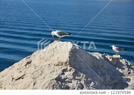 A pair of seagulls 121970586