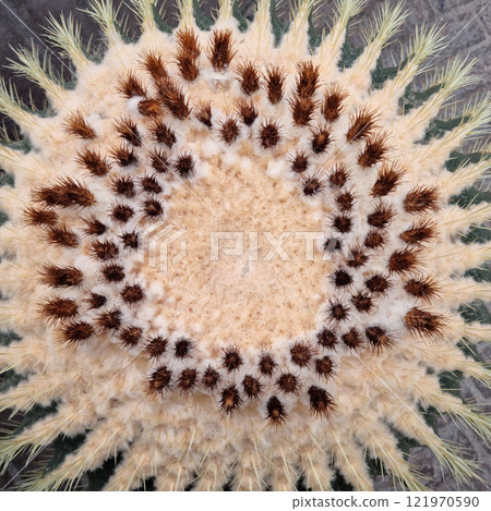 Golden barrel cactus Golden barrel cactus 121970590