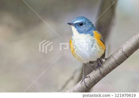 一種舒緩的鳥,藍腹鶲 一種舒緩的鳥,藍腹鶲 121970619