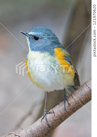 舒緩的鳥，藍尾鶲，垂直位置 121970620