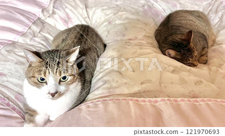 [保護貓] 一隻4歲的鯖魚虎斑貓和一隻黃色虎斑貓在蒲團上放鬆 121970693