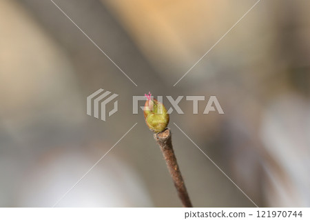 Common hazel 121970744