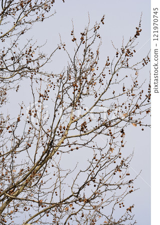 London plane 121970745