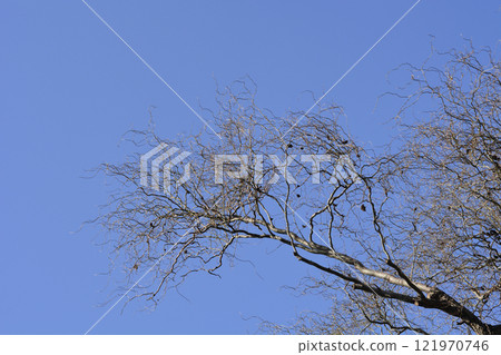 Dragons claw willow 121970746