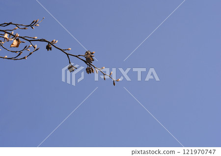 European Beech 121970747