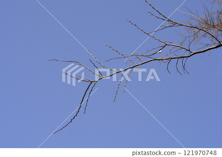 European nettle tree 121970748