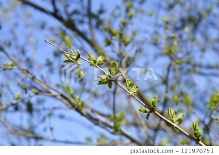 Tatarian honeysuckle 121970751