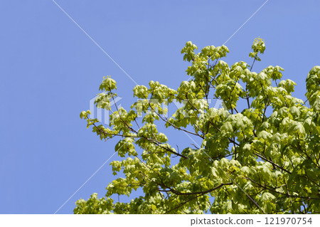 Norway maple 121970754