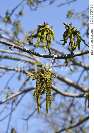 Common walnut 121970756