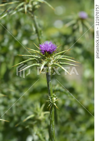 Milk thistle 121970757