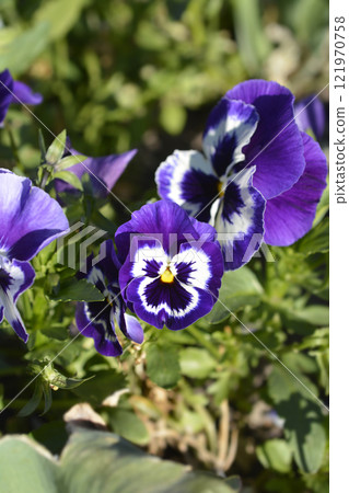 Violet Deltini Violet Face 121970758