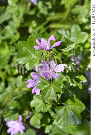 Common mallow Common mallow 121970759
