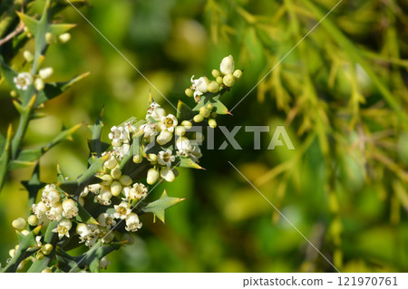 Anchor plant Anchor plant 121970761