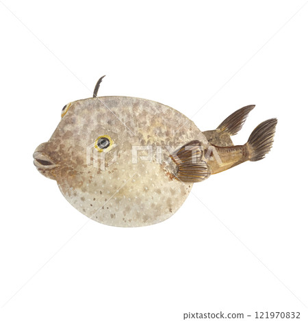 Puffer fish watercolor illustration isolated on white. High quality hand drawn sea creature clip art perfect for blog posts, posters, cards, notebooks, oceanarium, menu, kitchen decor and design. Fugu 121970832