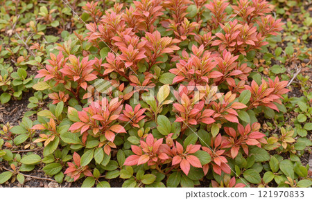 Korean Red-leafed Cotoneaster (Cotoneaster apiculatus) A low-growing deciduous shrub with small, glossy red leaves that turn a vibrant orange-red in 121970833