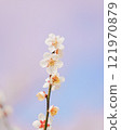 Pastel-colored plum blossoms 121970879