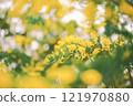 The glow of mimosa heralds the arrival of spring 121970880