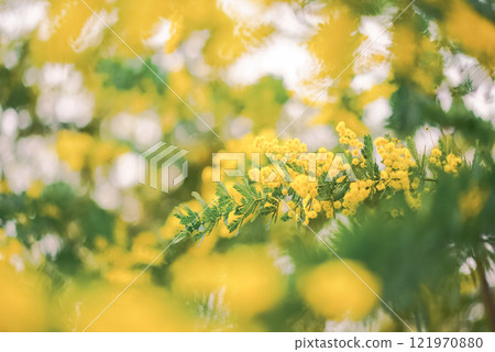 The glow of mimosa heralds the arrival of spring 121970880