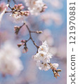 Spring buds bloom, and the cherry blossoms take a small step 121970881