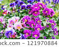 Colorful viola 121970884