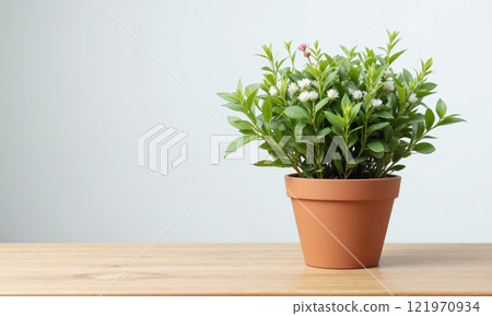 Henna Plant (Lawsonia inermis) Shrub with small white or pink flowers and aromatic green leaves. Known for its use in 121970934