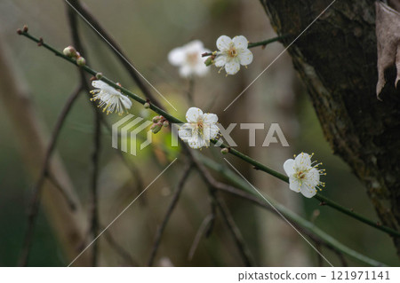 Plum blossoms Plum blossoms 121971141