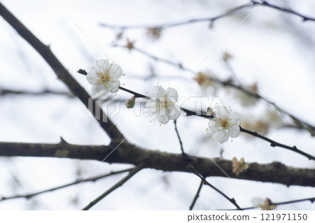 梅花 121971150
