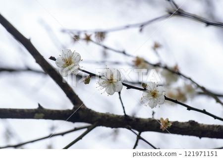 梅花 121971151