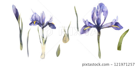 Spring violet flowers watercolor illustration. Isolated floral elements, bulbous botanical clipart for wedding, mother's day greeting card, poster, invitation design 121971257