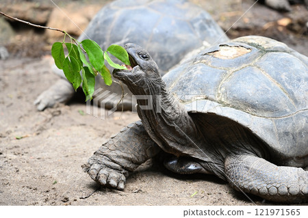 Giant turtle eats a green leaf 121971565