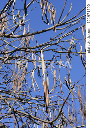 Common catalpa Common catalpa 121971590