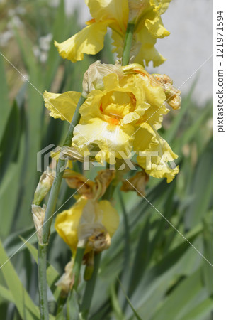 Tall bearded iris Golden Ruffles Tall bearded iris Golden Ruffles 121971594