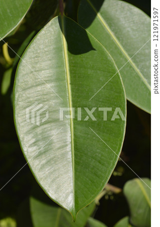Rubber Plant 121971597